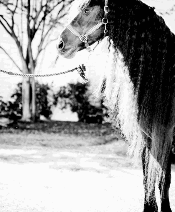HORSES