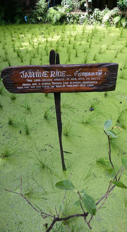 Rice farming