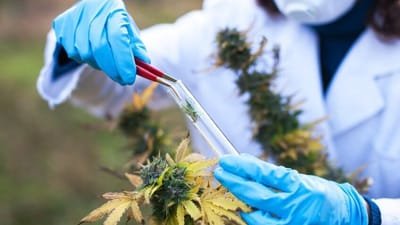 Tips for Choosing the Cannabis Dispensary Training Courses image