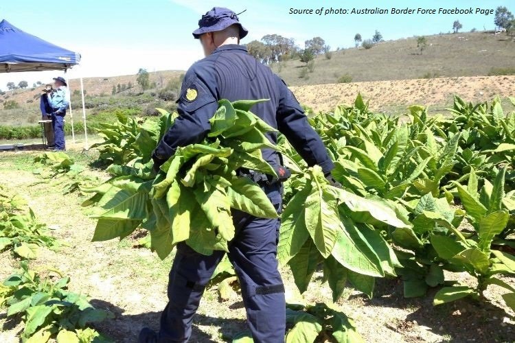 Parliamentary Inquiry reports on illicit tobacco in Australia
