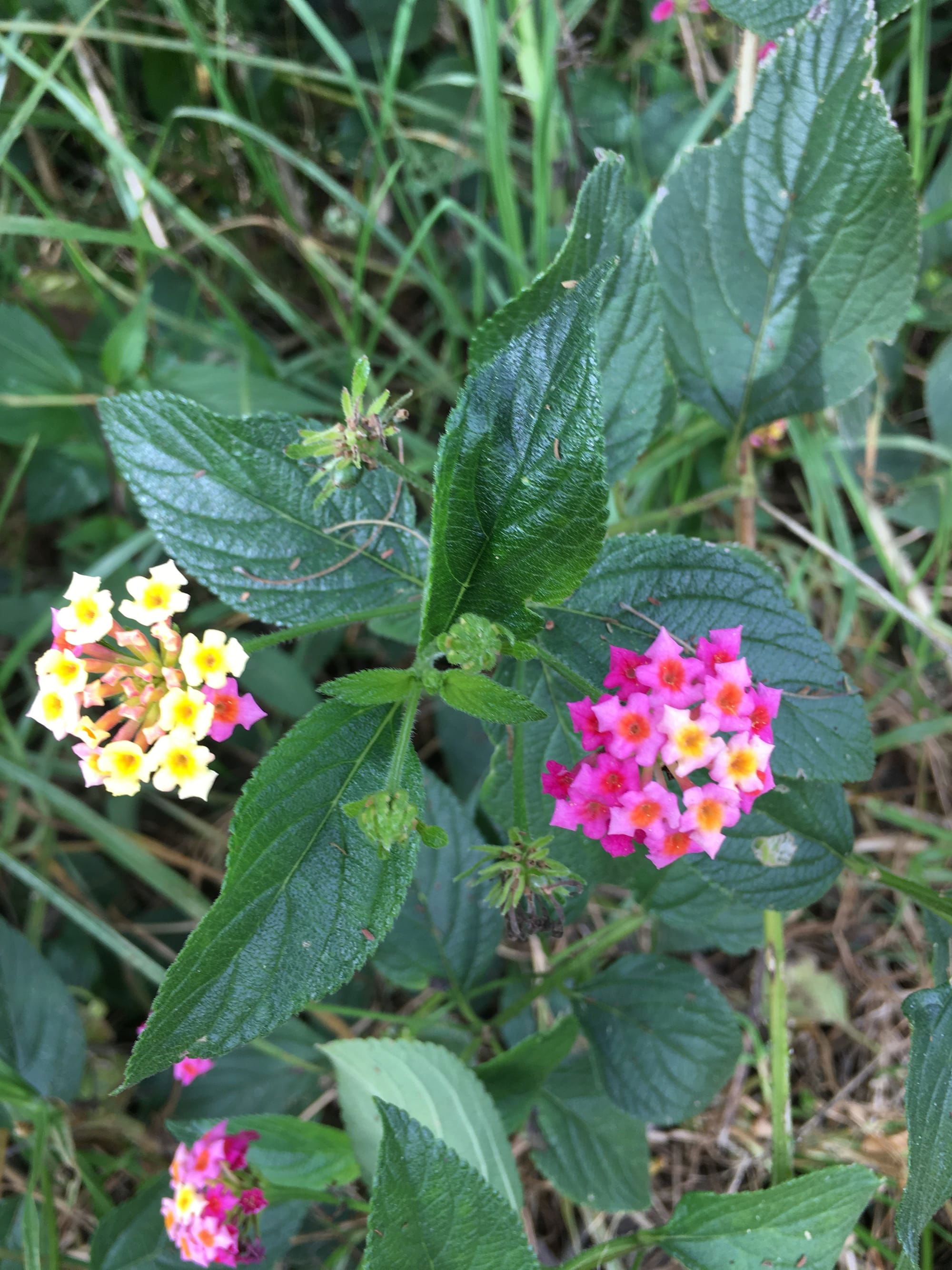 Lantanier, Mille fleurs, corbeille d'or