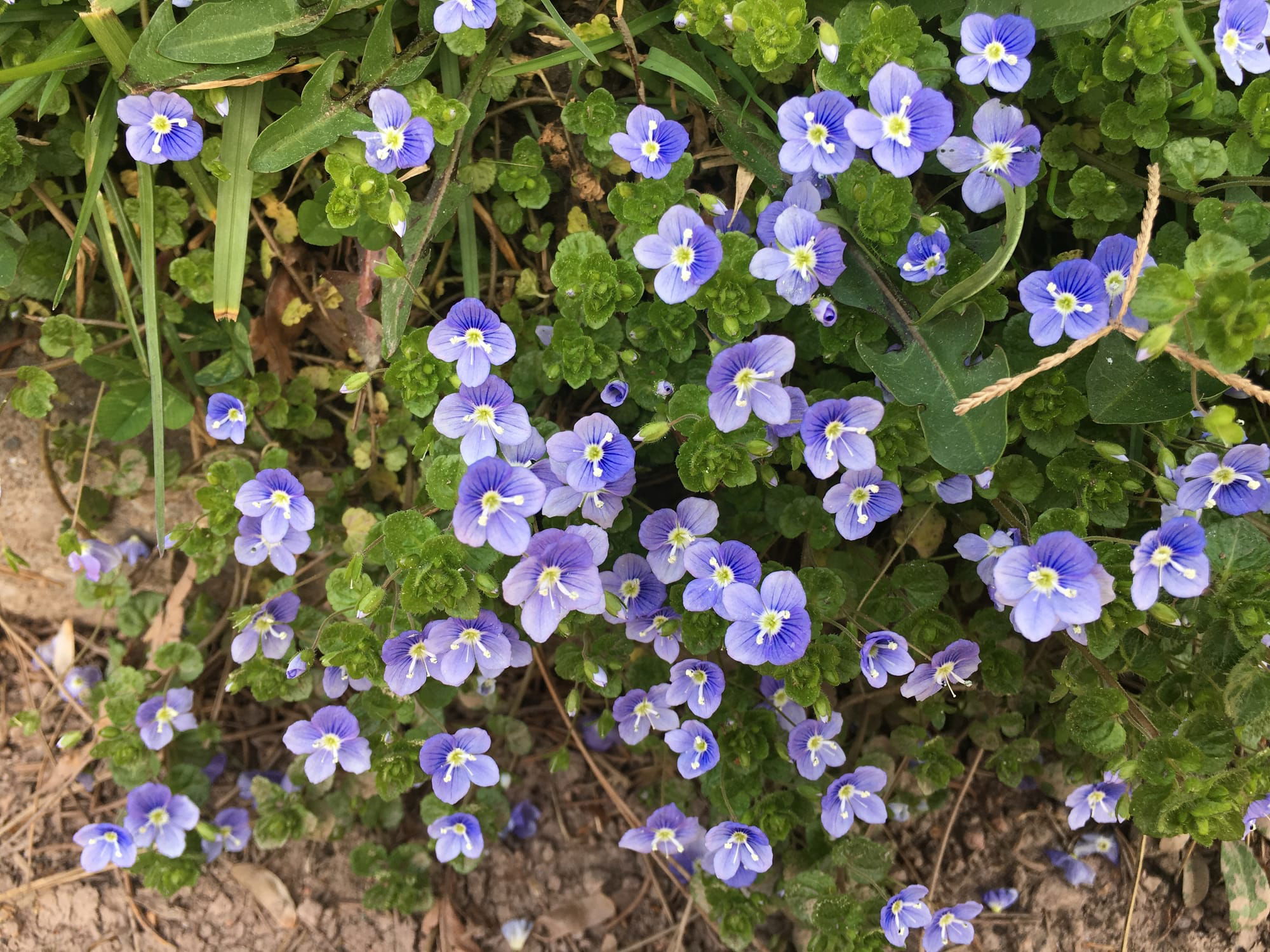 Véronique "Georgia Blue"