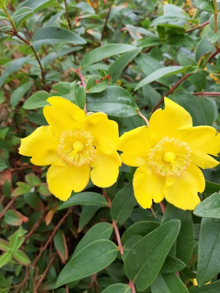 Milleperthuis à grandes fleurs