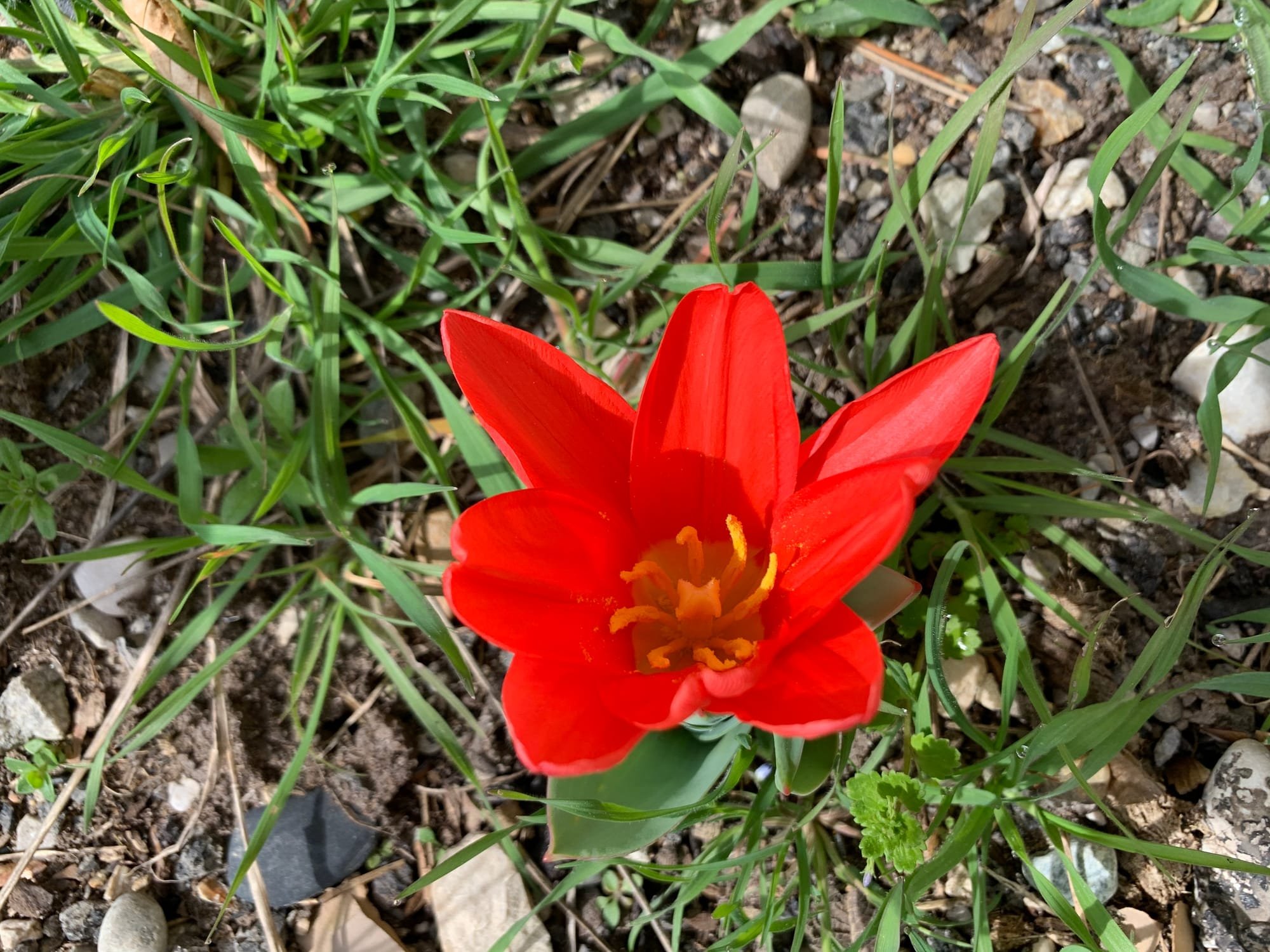 Tulipe d'Agen