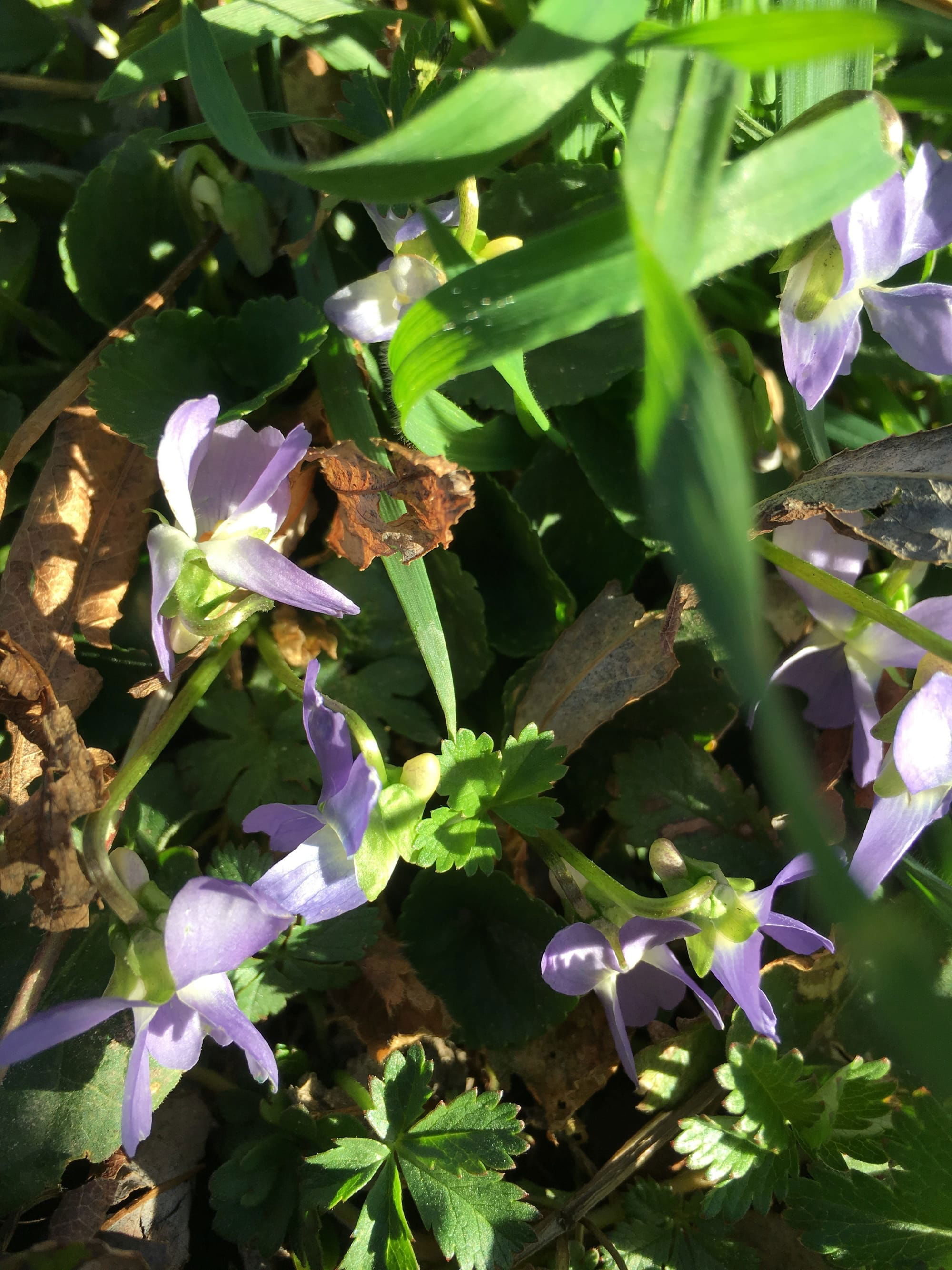 Gléchome faux-Lierre, Lierre terrestre, Violette de cochon, herbe de la St Jean (?)