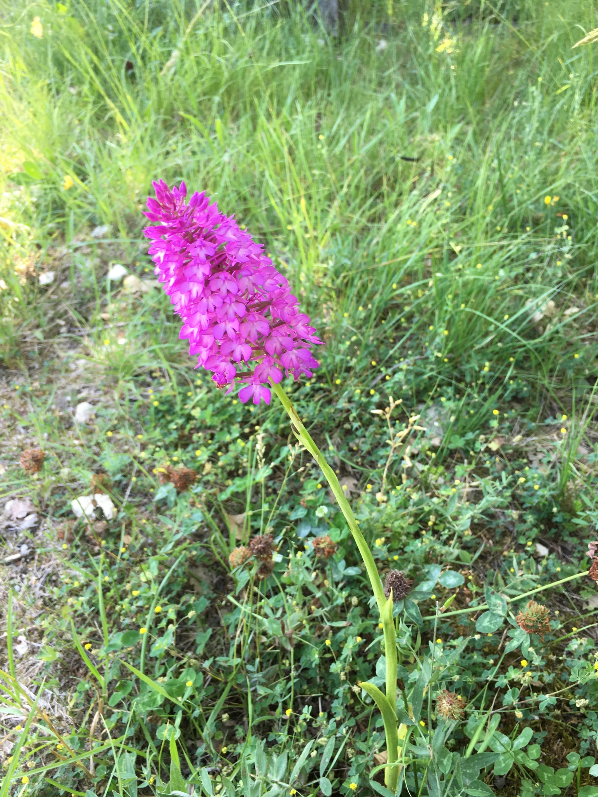 Orchis pyramidal