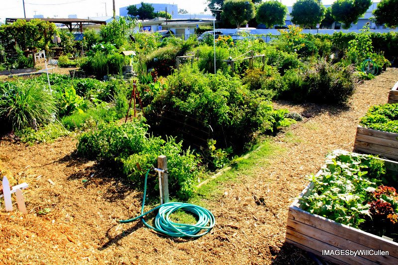 South Forty Community Garden | 2813 East South St. | 90805