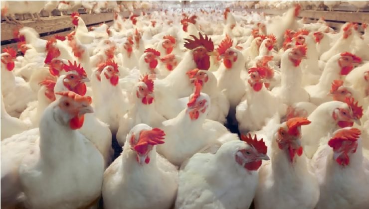 Elevate Your Poultry Farming at Our Exclusive Workshop - Funding Partners, Halal Board, and More!