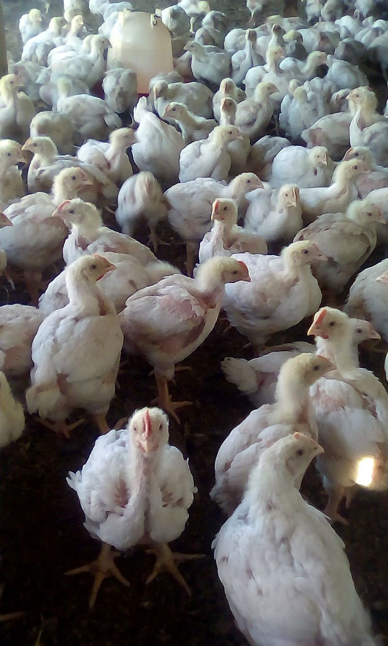 WHOLESALE LIVE CHICKENS
