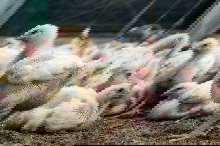 Day old Broiler chicks