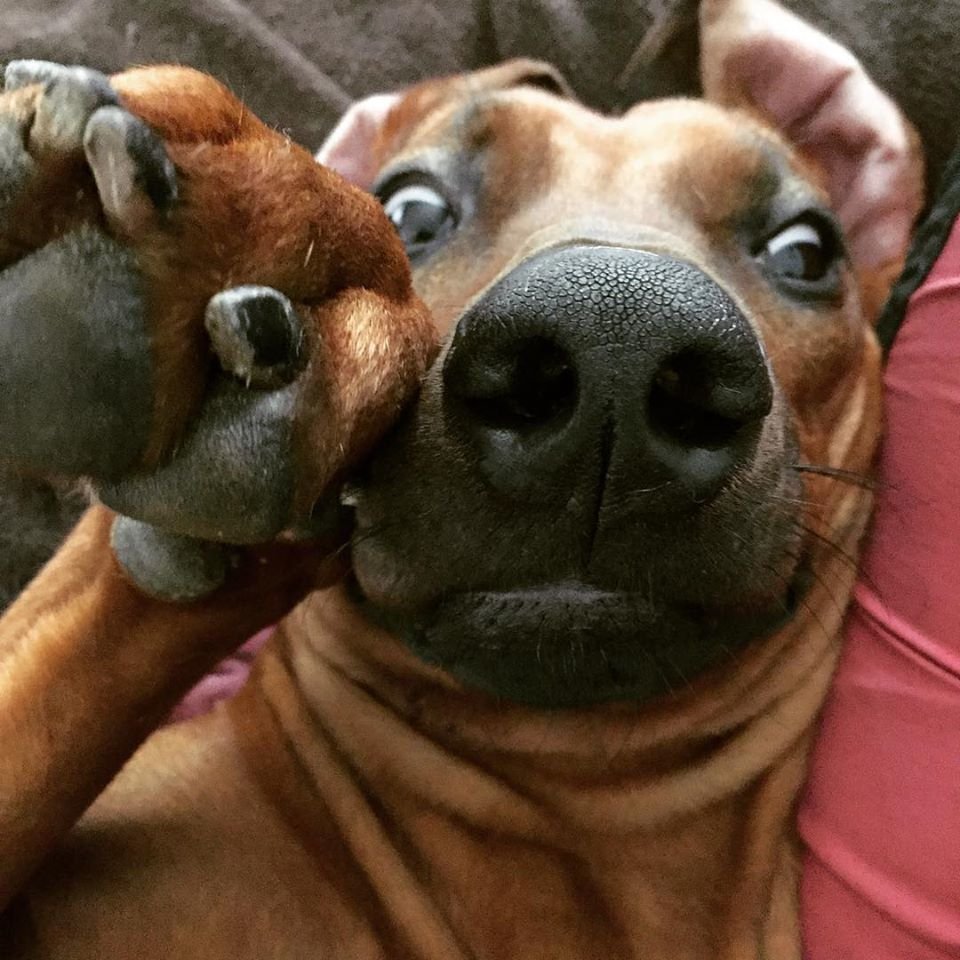 SO YOU (THINK YOU) WANT A RIDGEBACK?