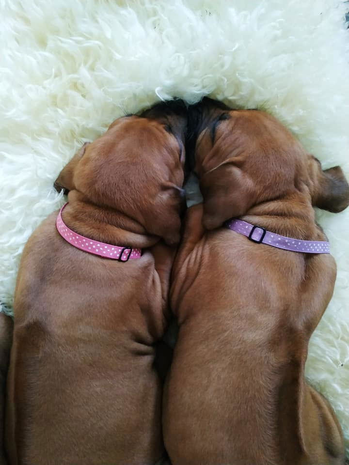 2 PUPPIES TOGETHER?