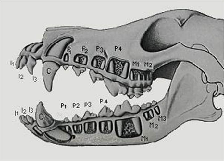 CAMBIO DENTI