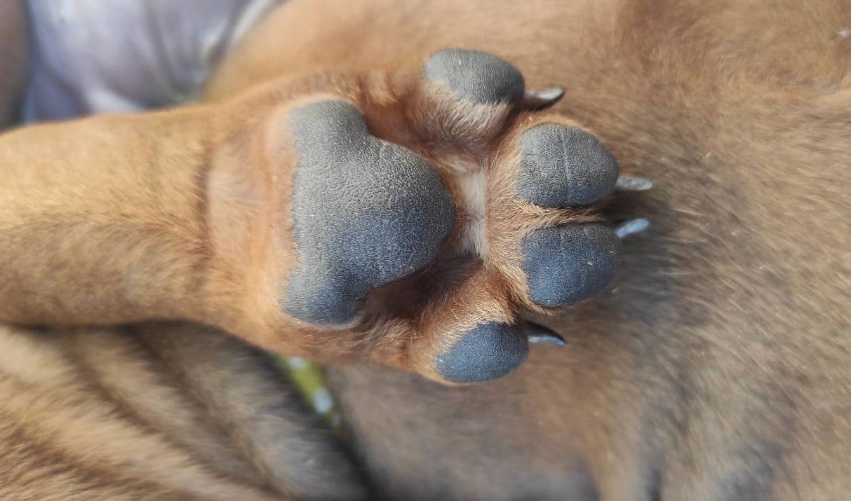 DOG'S NAILS AND FEET