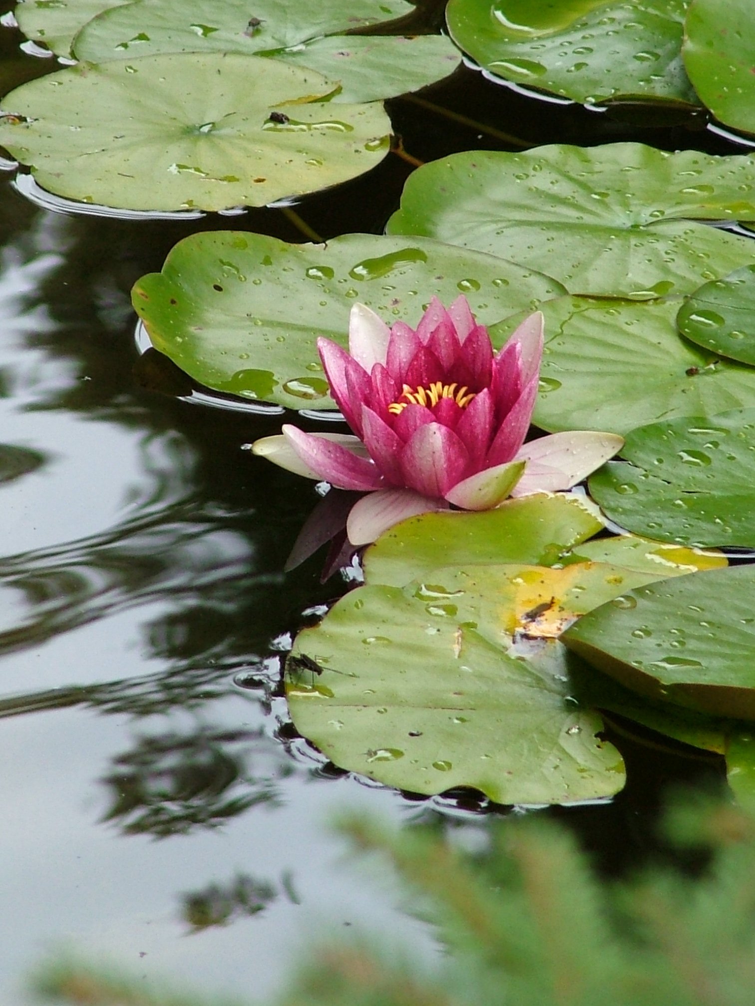 Lily Pads with Lotus