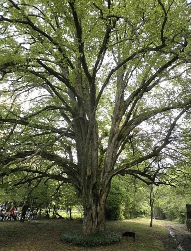 A Túlélés fája, a Szattai hársfa (Forrás: alon.hu)