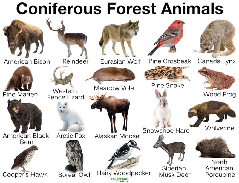 Animal Adaptations Coniferous Forest animal-adaptations-coniferous-forest