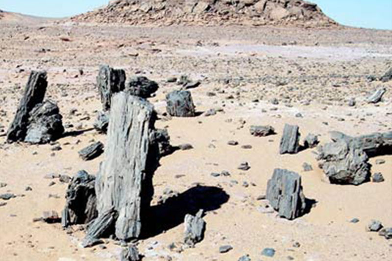 Geological Significance Petrified Forest Egypt