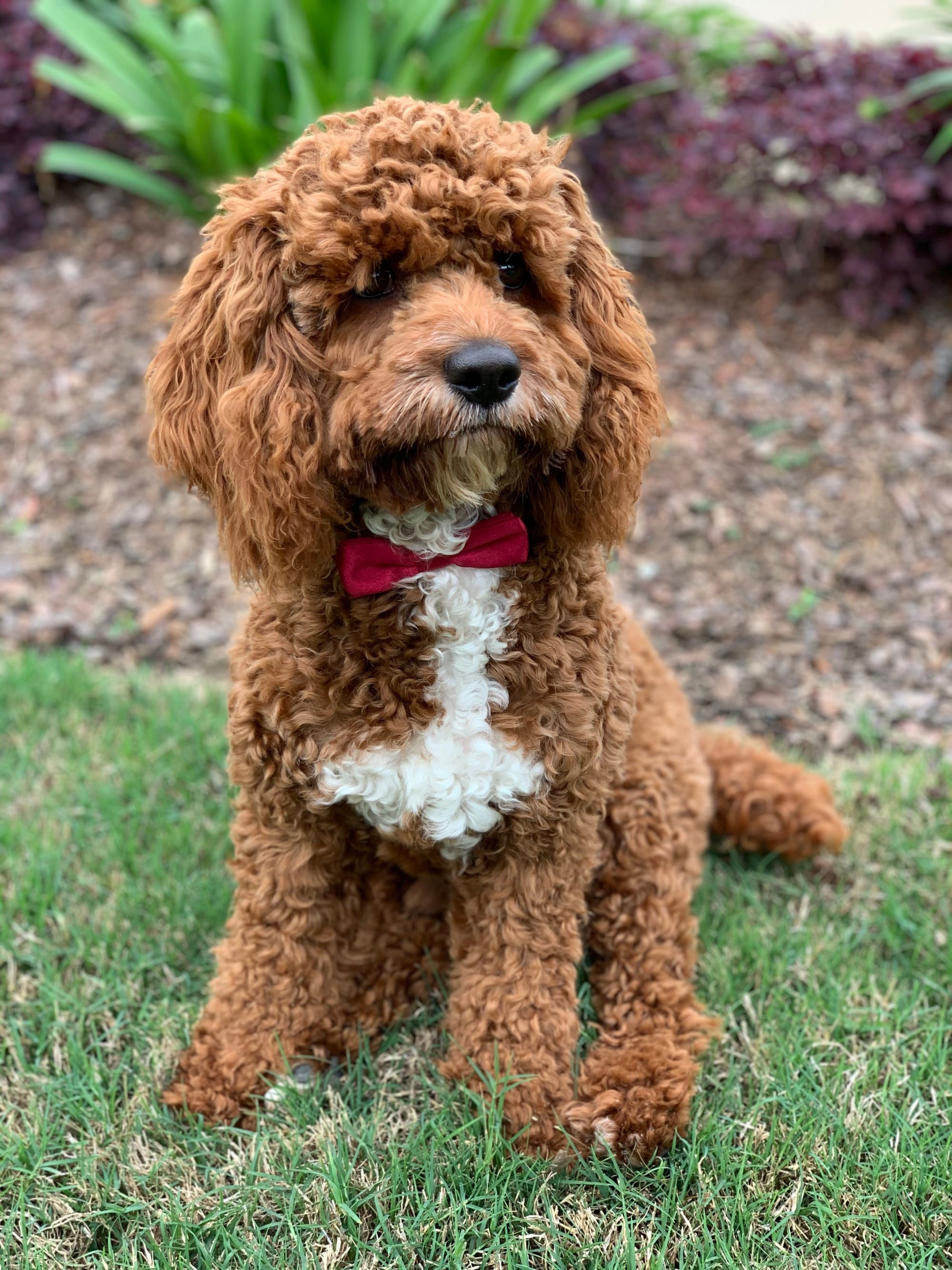 A red & white tuxedo cockapoo - Attala County Cockapoos