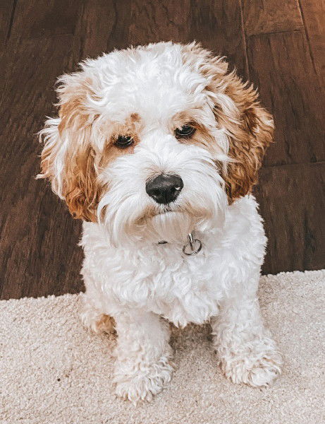 Another red/white parti cockapoo