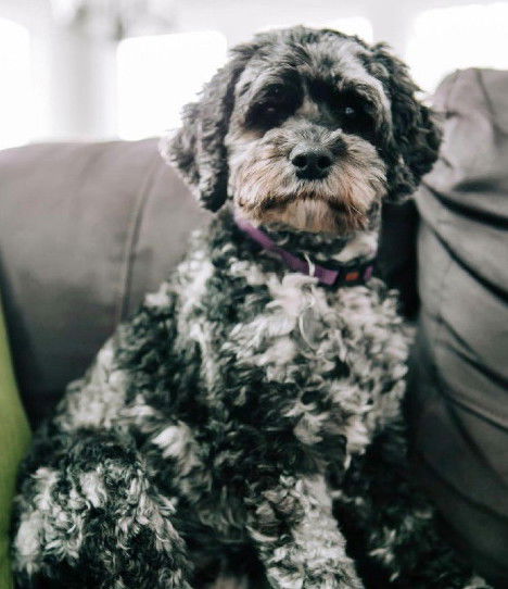 A blue Merle cockapoo