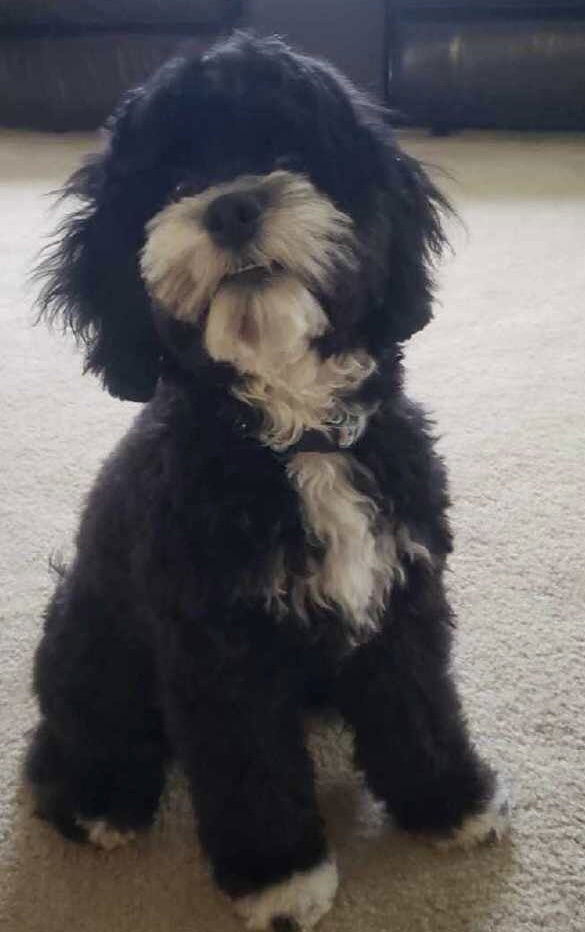 A black/white tuxedo cockapoo - Attala County Cockapoos