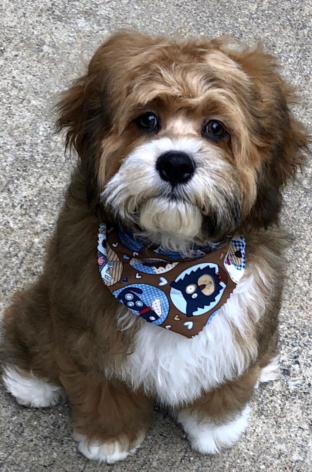 A sable cockapoo