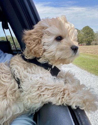 A cream=light apricot cockapoo who likes to ride with the windows down