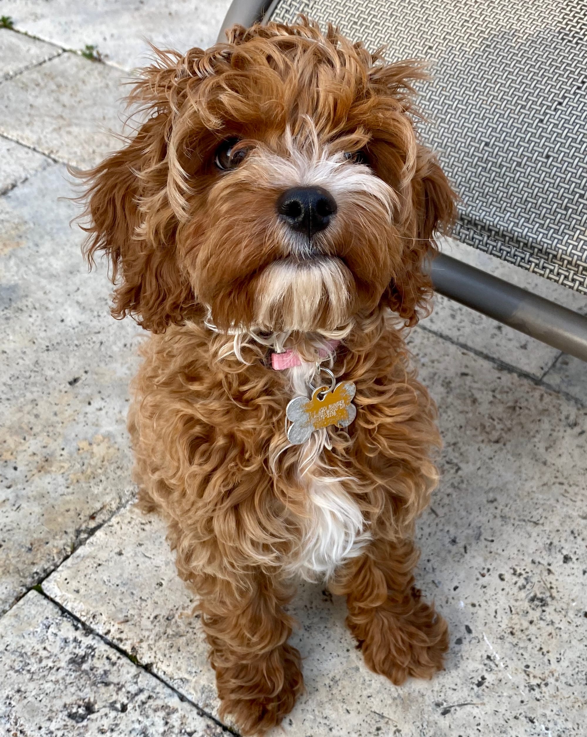 A red cockapoo