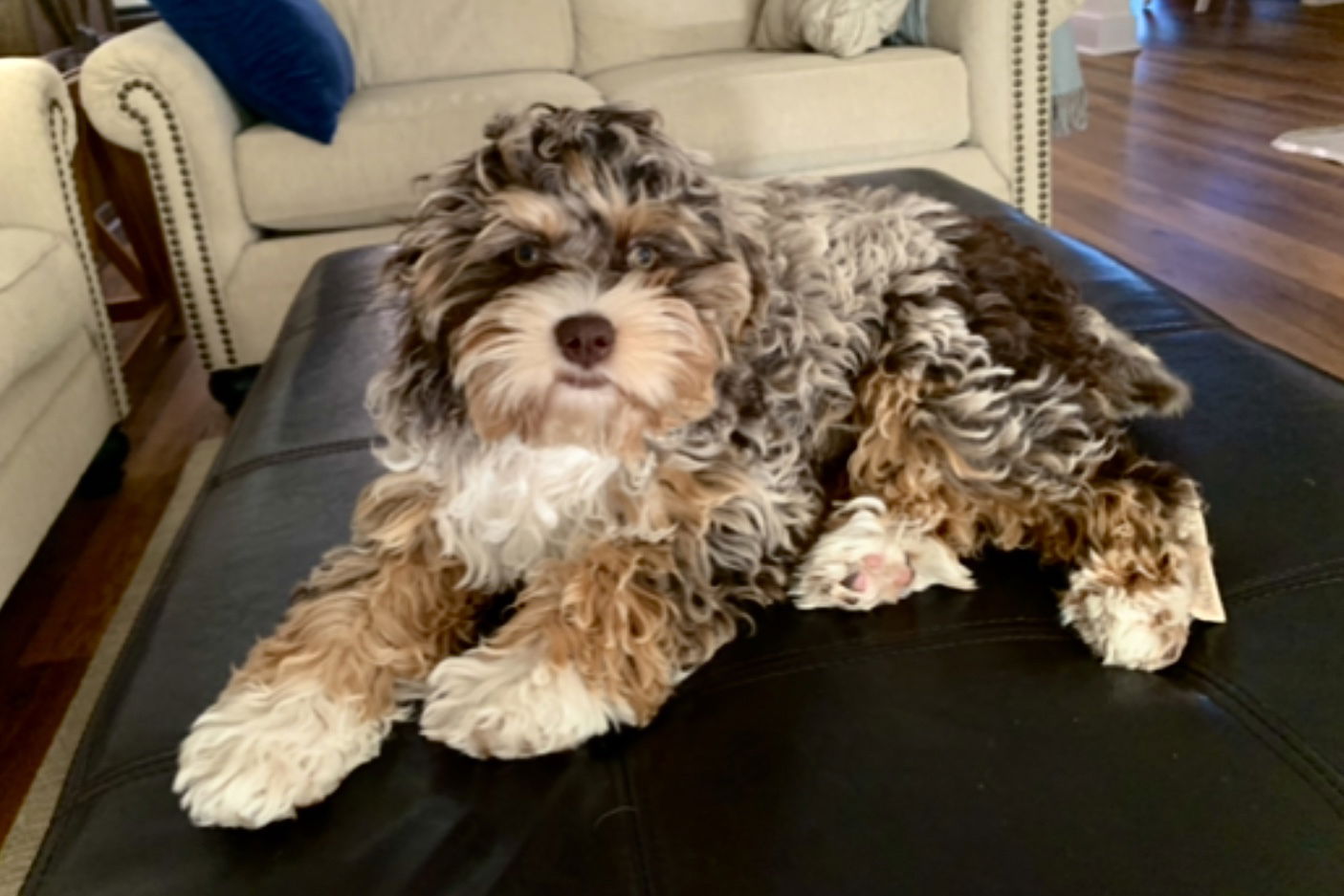 A very colorful brown Merle, tan and white tuxedo girl, Lucy, from parents Claire/Prescott