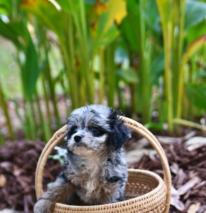 Brinkley Gray, a silver merle ACC cockapoo