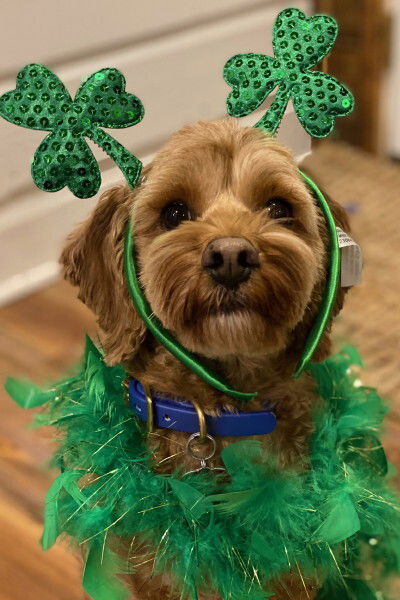 Happy St. Pat's Day