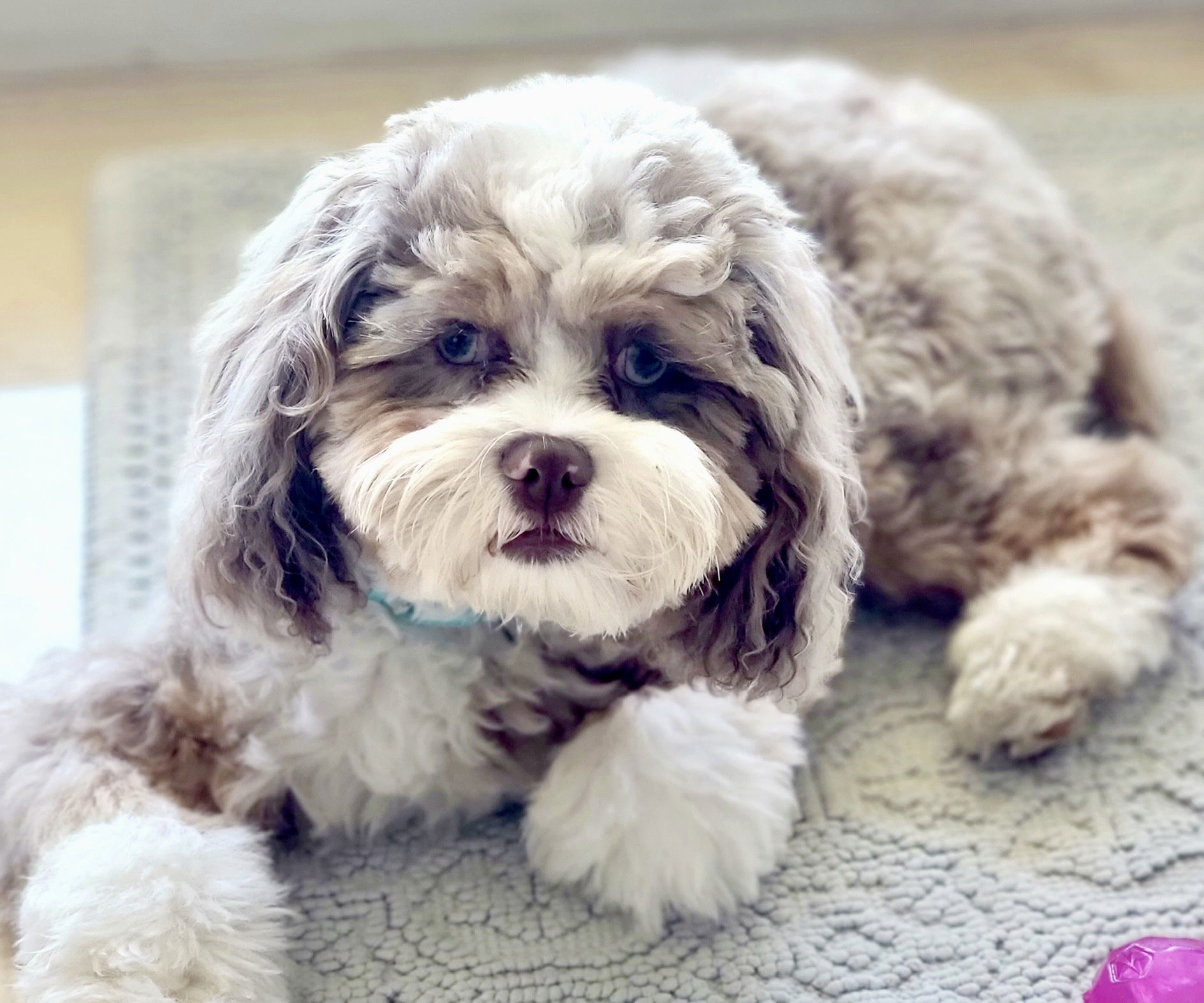 Online Cockapoo Dog For Sale & Breeders In Usa 