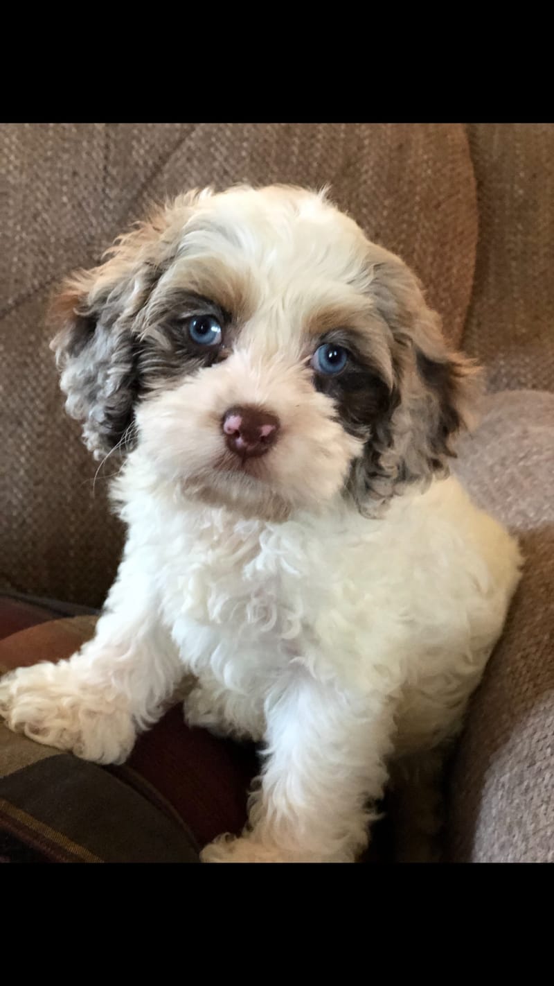 Blue 2024 eyed cavapoo