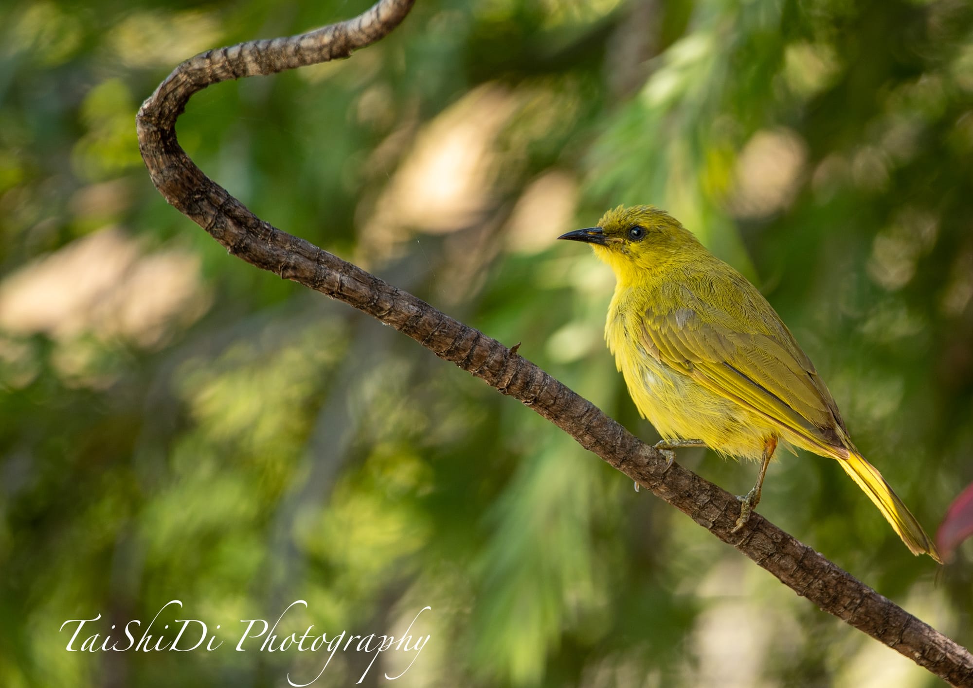 Yellow HoneyEater