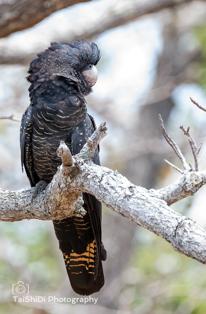 Female Red-tailed Black Cockatoo