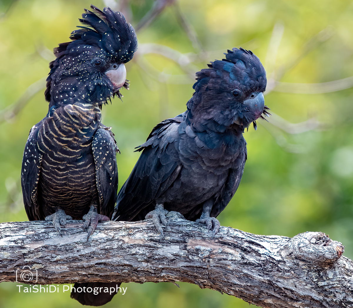 Female and Male (right) Red-tailed Black Cockatoos