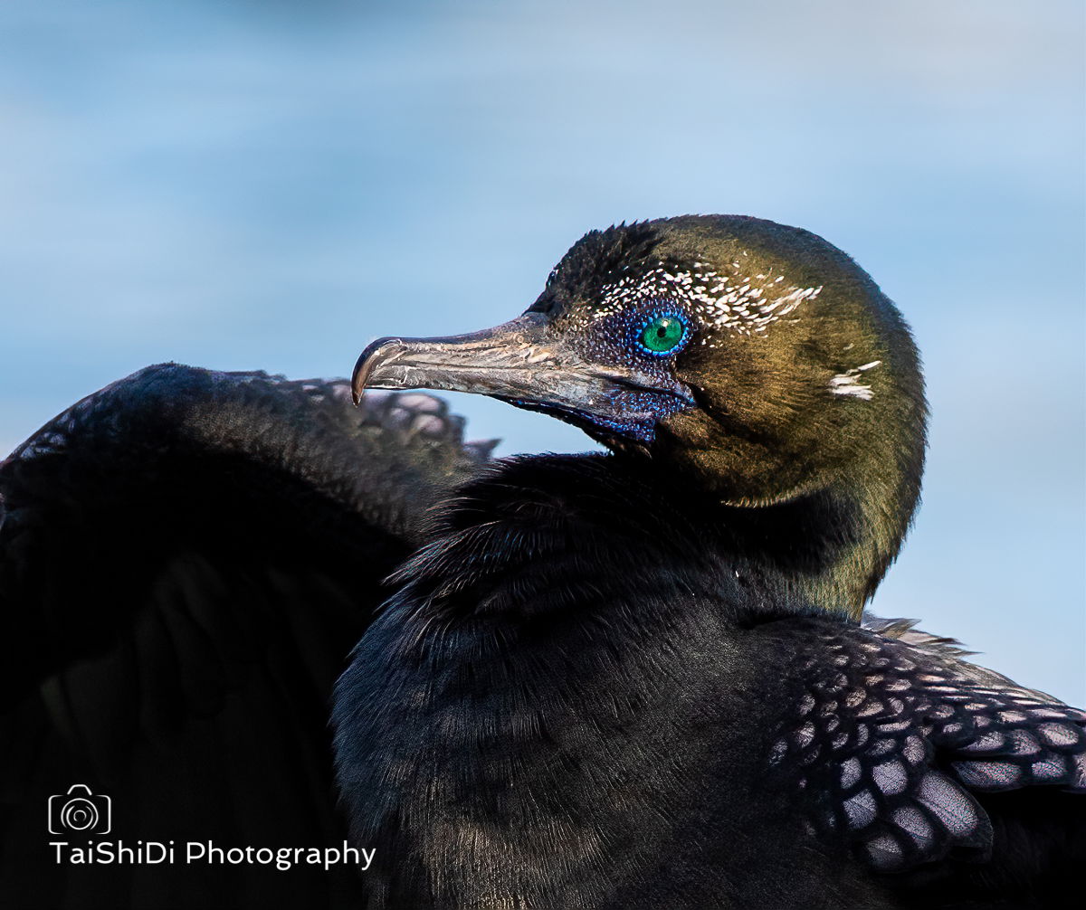 Little Black Cormorant