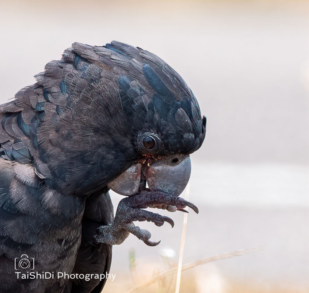 Black Cockatoo