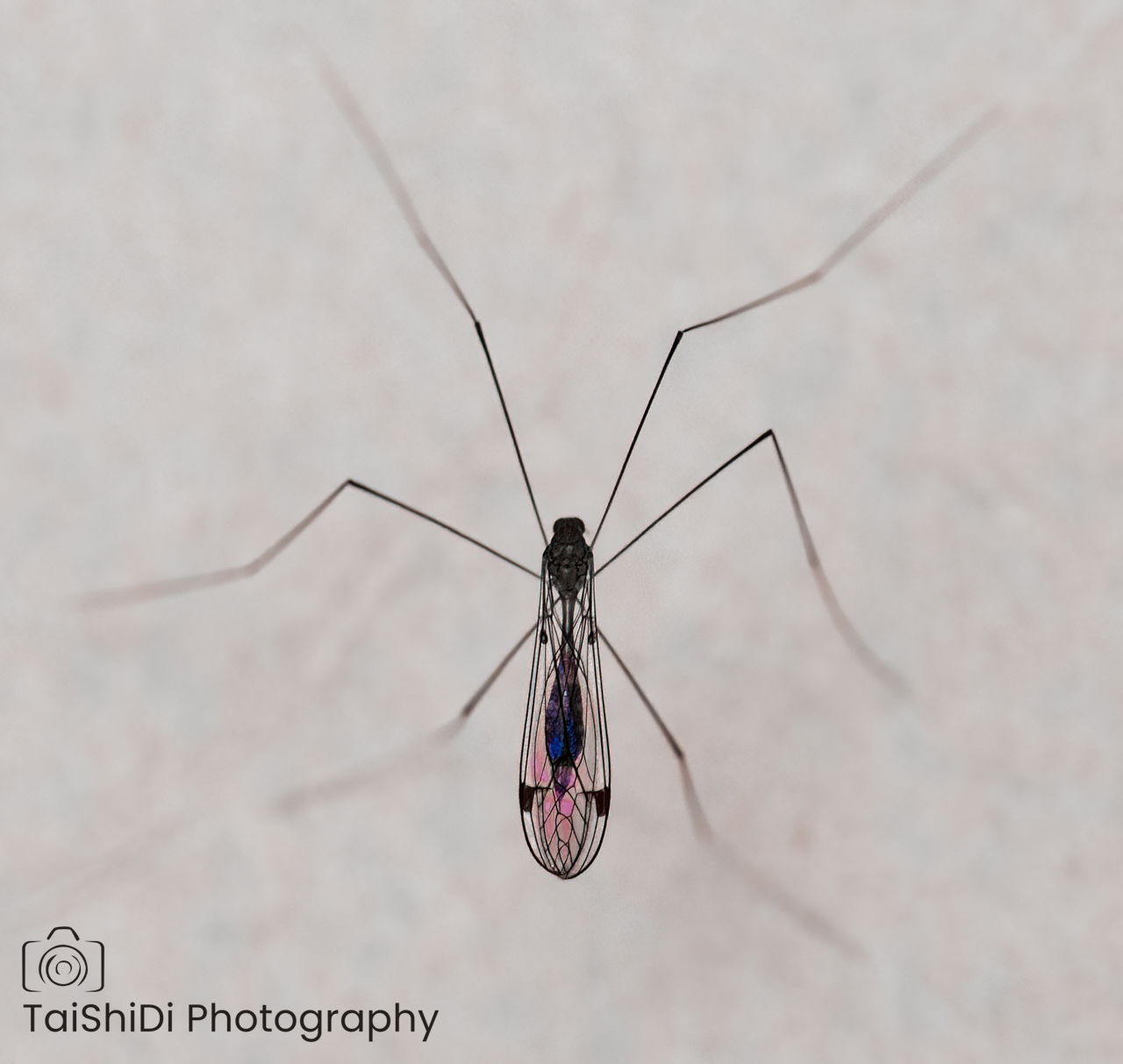 DCX Crane Fly