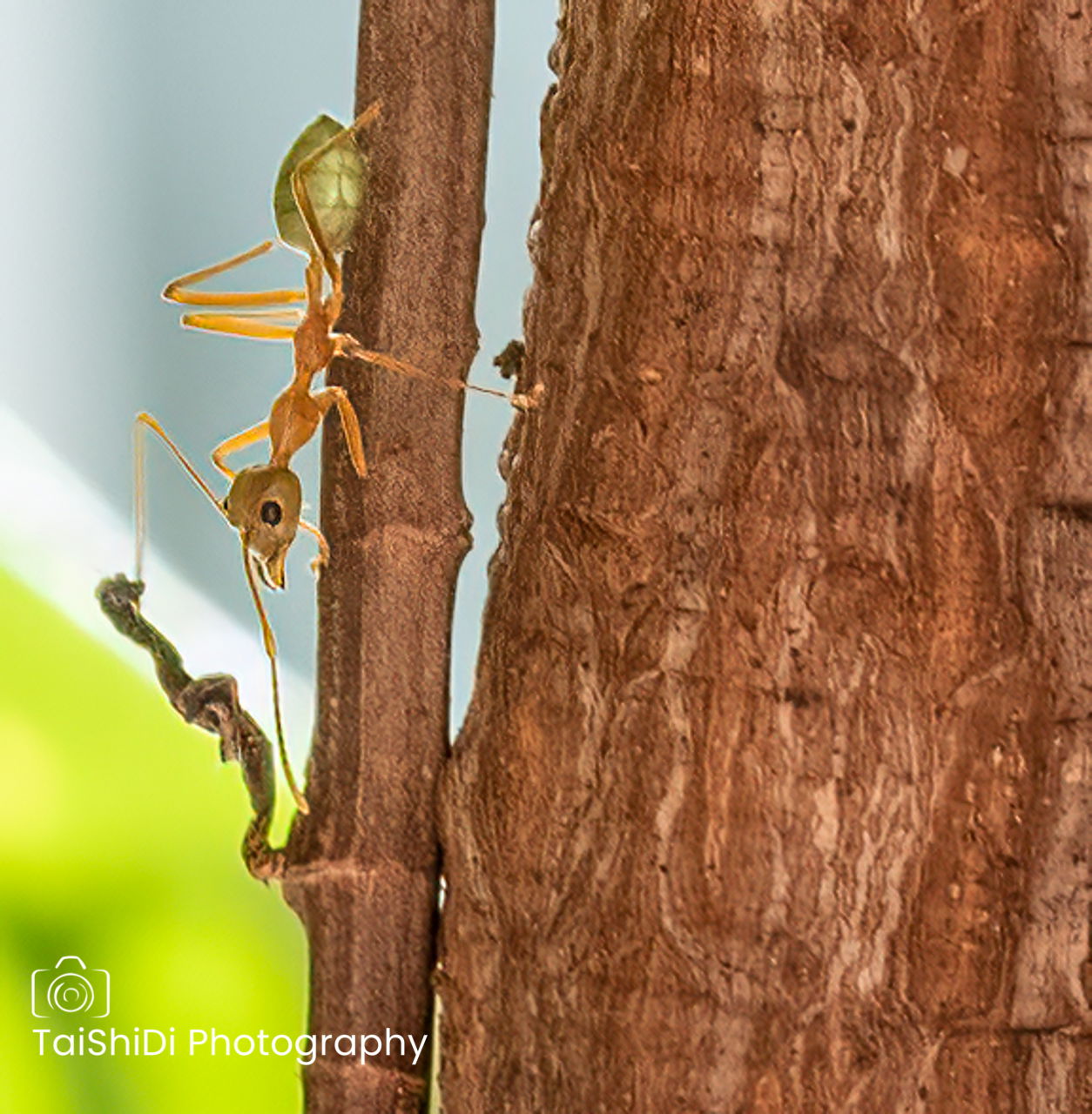 Green Ant