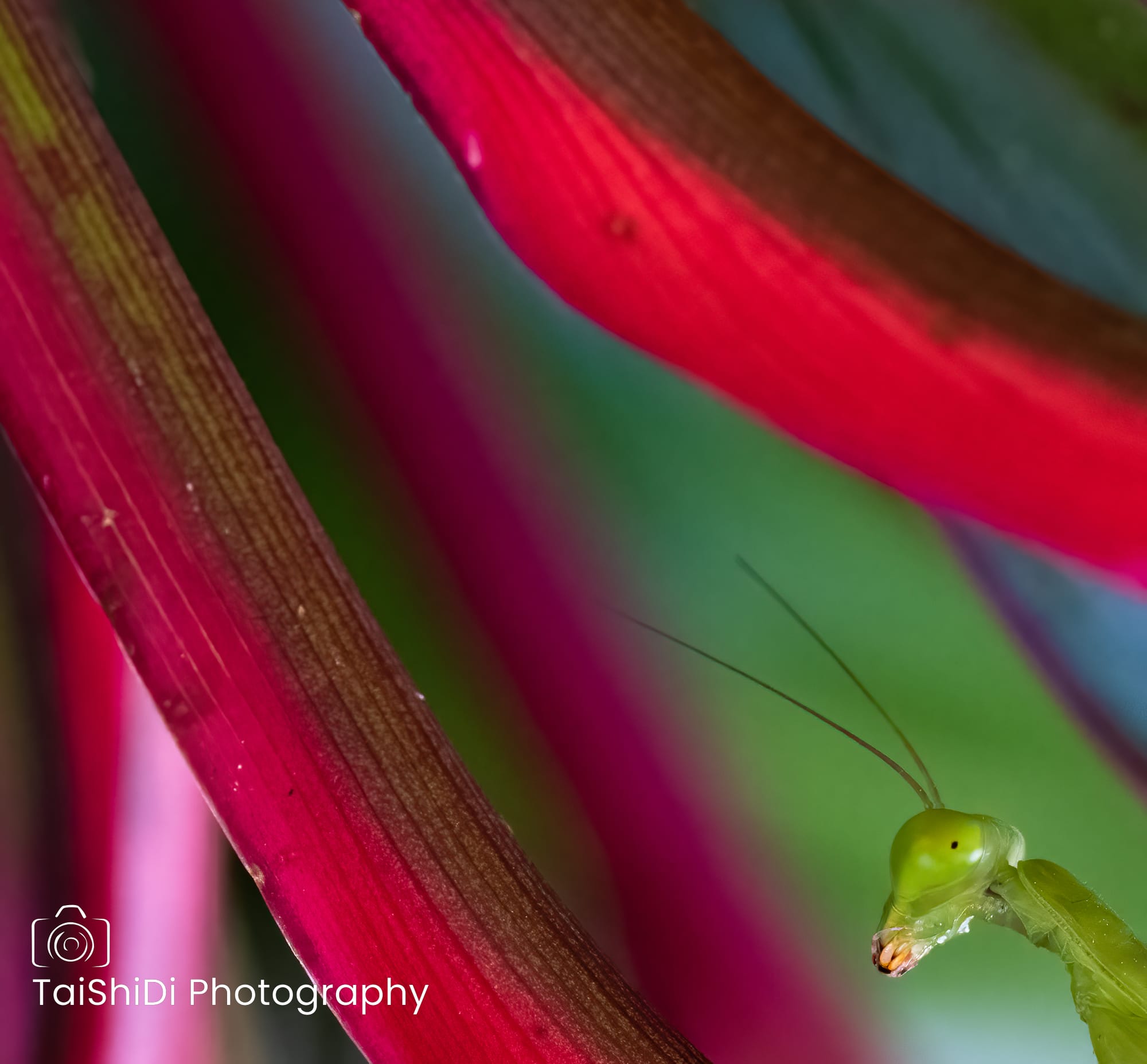 Garden Mantis