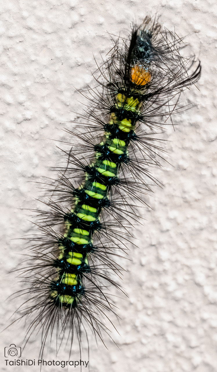 Tiger Moth Caterpillar