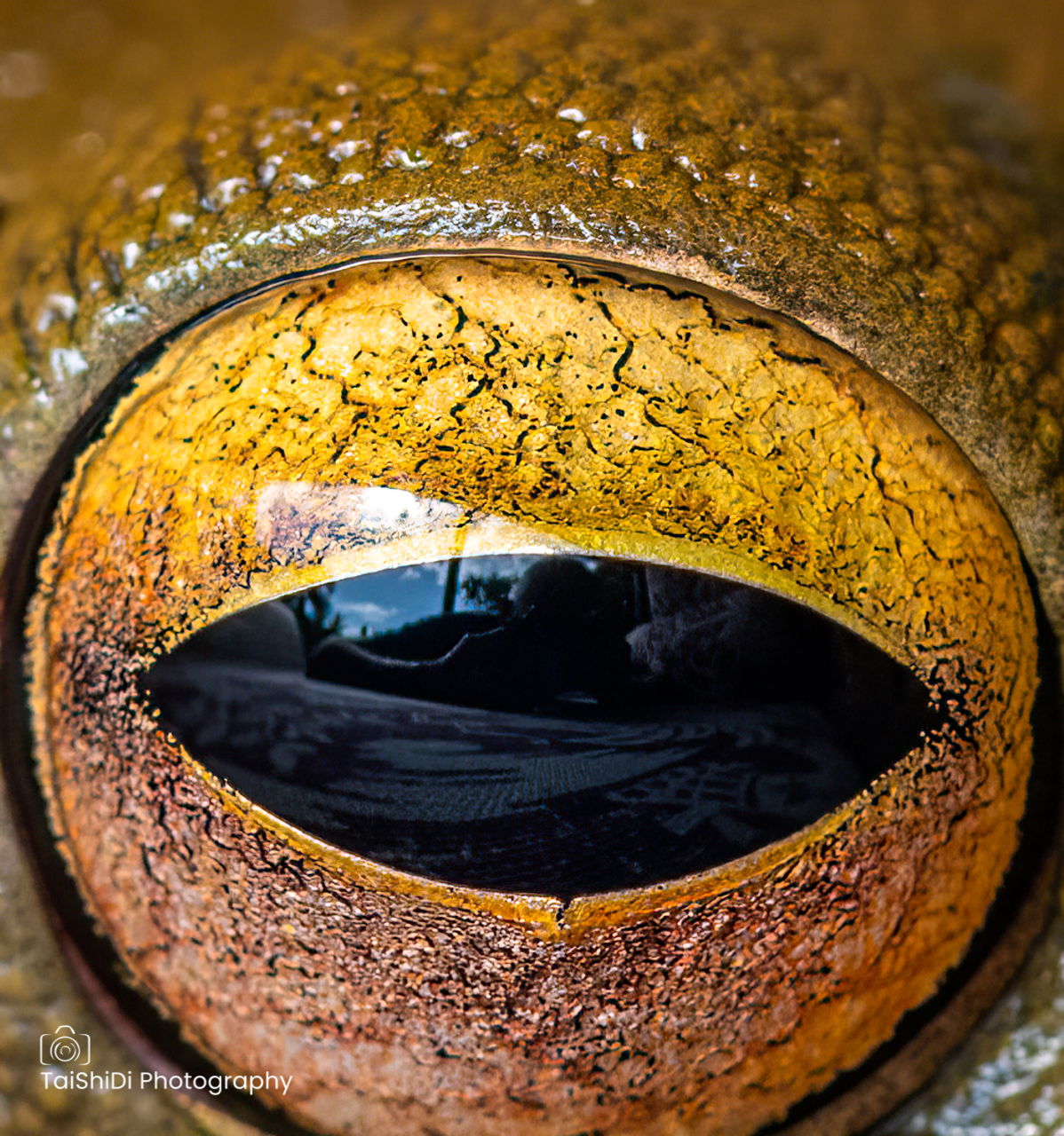 In the eye of a White Lipped Tree Frog