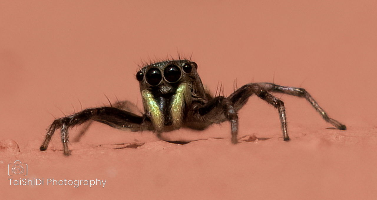 Jumping Spider