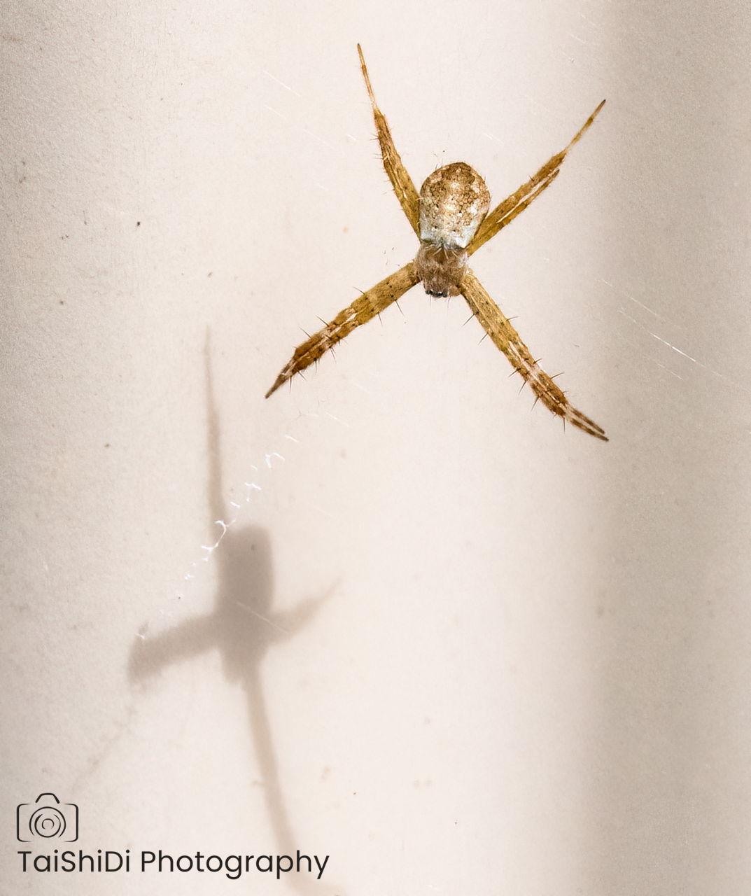 Juvenile St Andrews Cross Spider