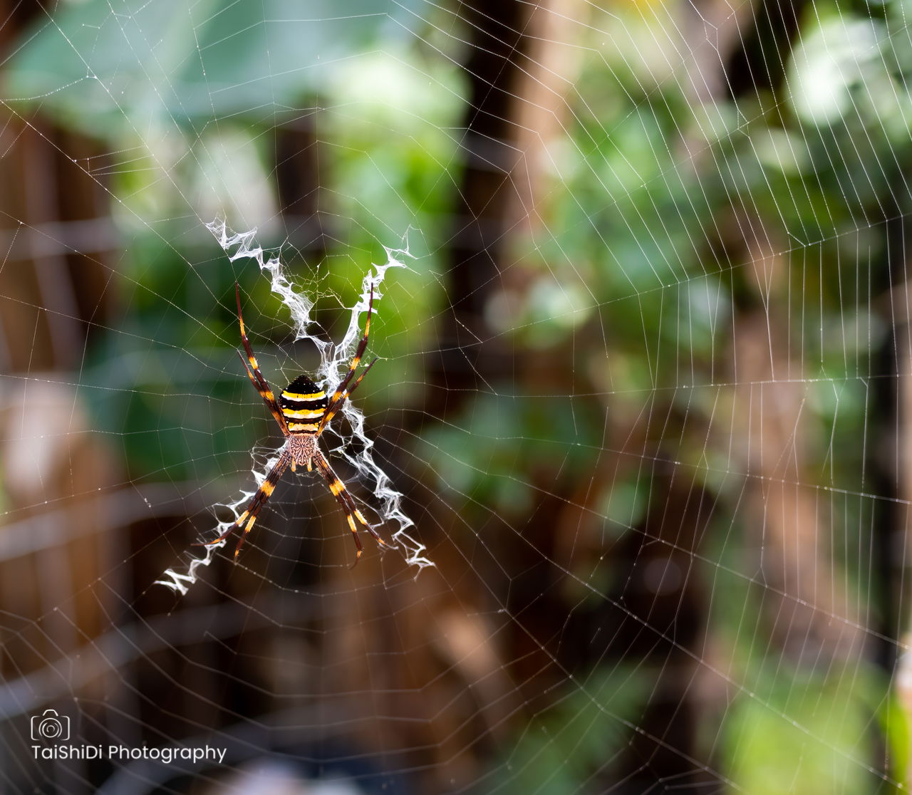 St Andrews Cross Spider