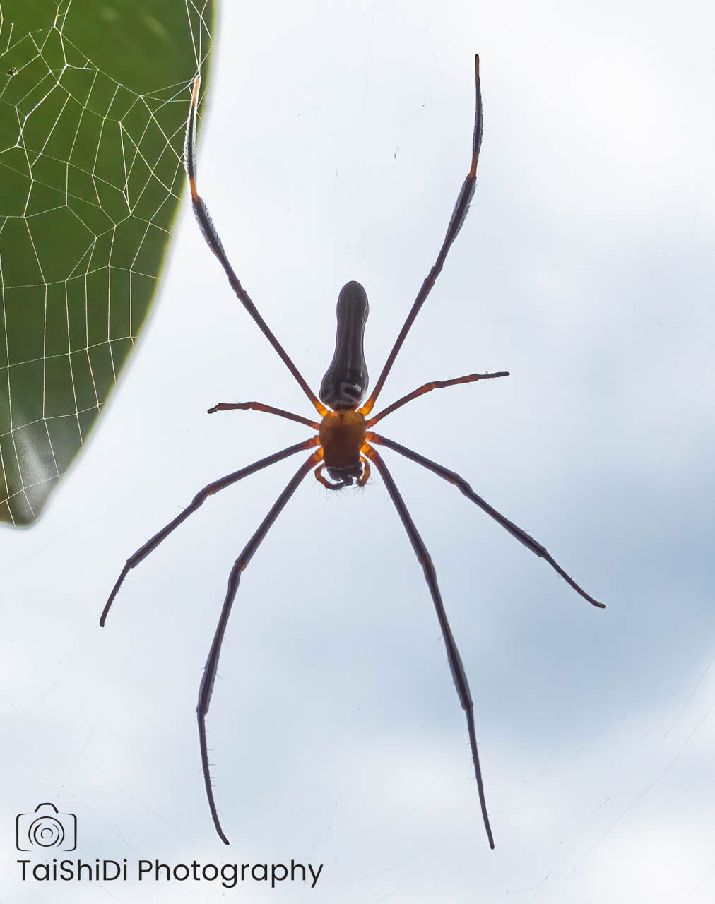 Orb spider