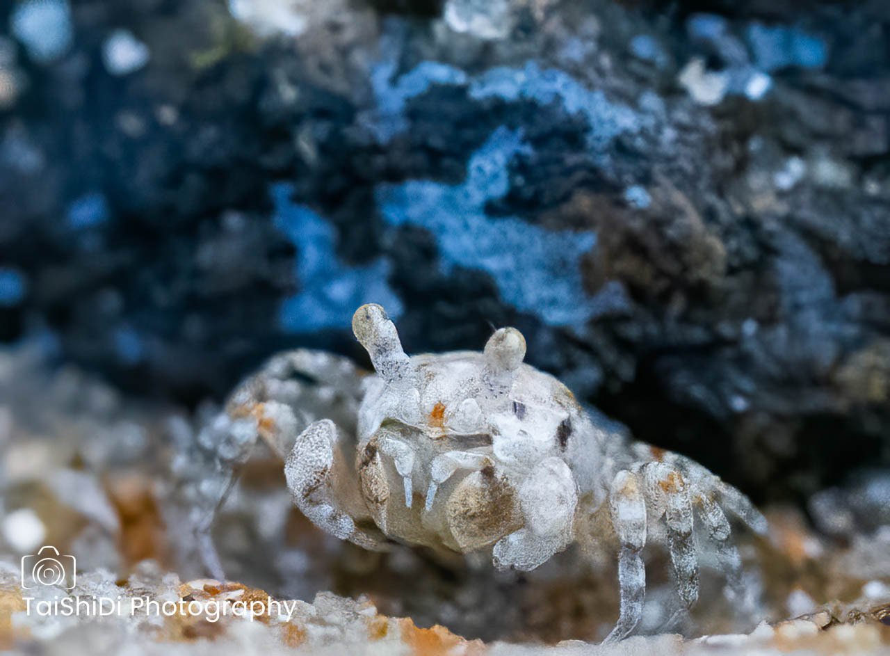 Sand Bubbler crab