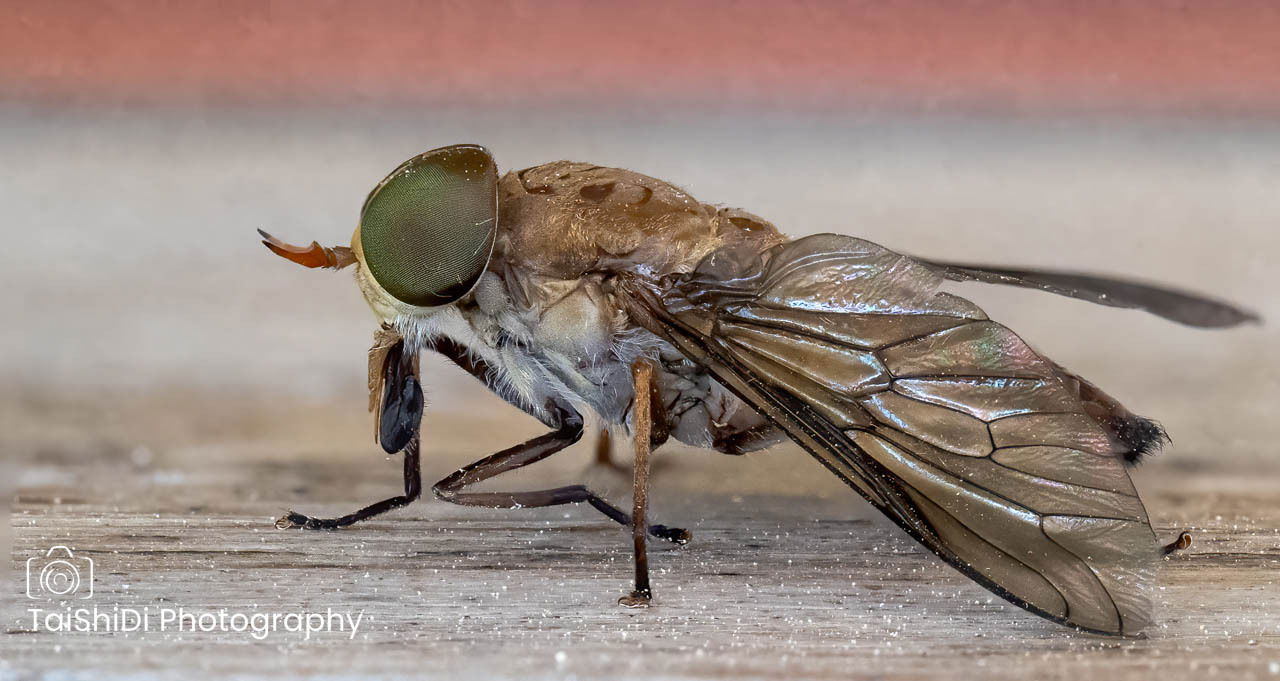 Marsh (March) Fly